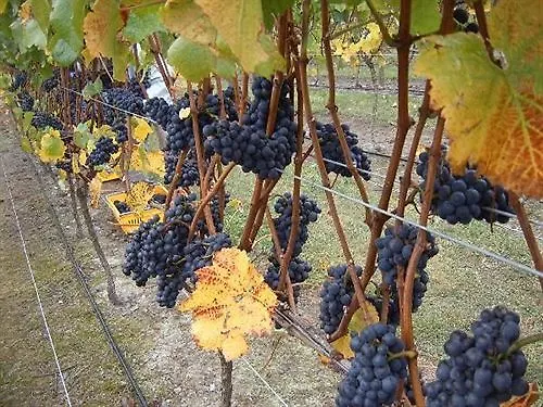 Clearwater Olive Estate Villa Christchurch Farm stay
